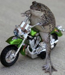 frog moto Meme Template