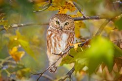 Owl in the Wet forest Meme Template