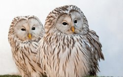 Owl  twins barred Meme Template