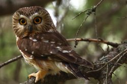 Saw whet owl in a Large Tree Meme Template