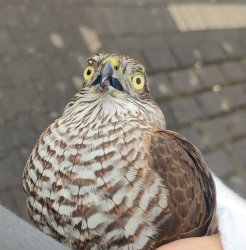 terrified bird Meme Template