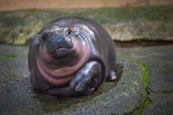 Moo deng innocent Meme Template