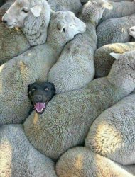 Dog In Sheep Meme Template