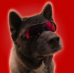 Zappa the Akita in glasses Meme Template