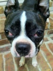 sad boston terrier Meme Template