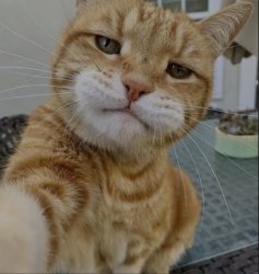 Cat Selfie Meme Template