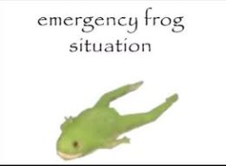 Emergency Frog situation Meme Template