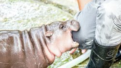 moo deng Meme Template