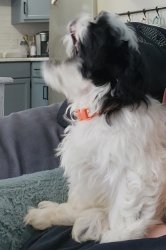 Snoopy the Shih Tzu! Meme Template