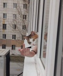 Cats in Ohio Meme Template