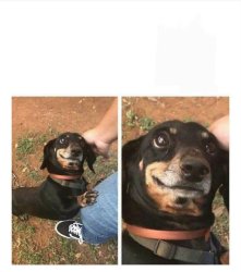 Stupid dog Meme Template