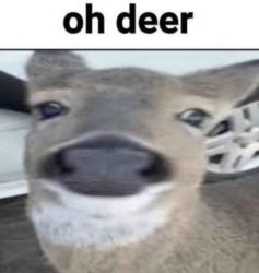 oh deer Meme Template