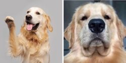 Labrador - happy vs annoyed Meme Template