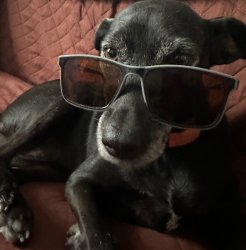 Black dog cool shades Meme Template