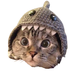 Shark Cat Head Meme Template