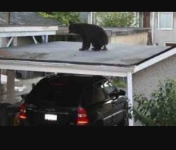 Bear carport Meme Template