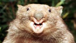 Literal Wombat Meme Template
