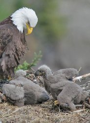 baby eagles Meme Template