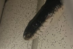 Edward Meme Template