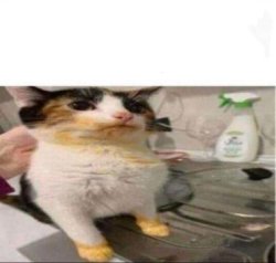 What the cat doin? Meme Template