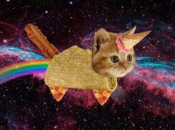 Bacon Taco Cat Meme Template