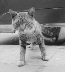 Old kitty picture Meme Template