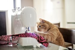 Cat at Sewing Machine Meme Template