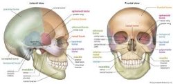 skull emoji detailed Meme Template