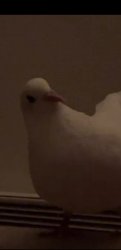 White pigeon Meme Template