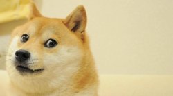 doge meme cropped - large Meme Template