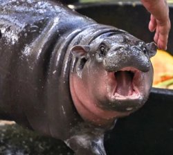 moo deng Meme Template