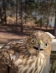 shocked bird watching Meme Template