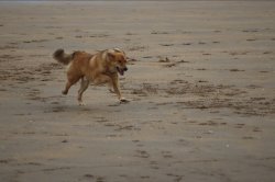 Dog running on beach Meme Template