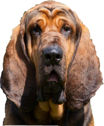 Bloodhound Dog Meme Template