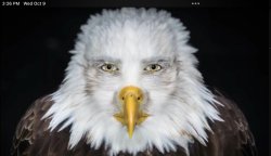 eagle stare Meme Template