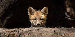 Trench Fox Meme Template