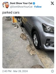 Parked Cars... I Mean Cats. Love It. Meme Template