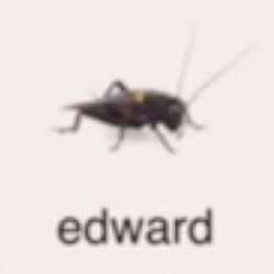 low quality bug Meme Template