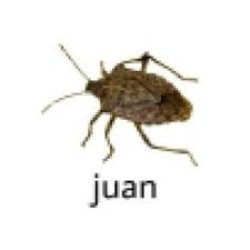 low quality bug 3 Meme Template