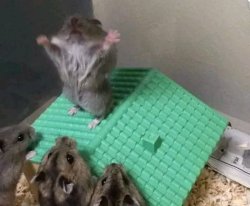 Hail hamster nibble Meme Template