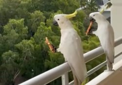 Pizza Birds Meme Template