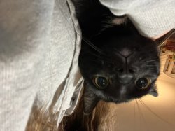 Anxiety cat Meme Template