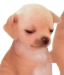 Sad puppy looks down Meme Template