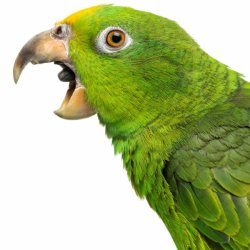 Green parrot screaming Meme Template