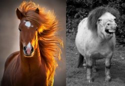 horse haircut expectation v reality Meme Template