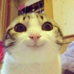 Funny Smiling Cat Meme Template