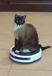 cat riding a roomba Meme Template