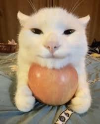 cat holding apple Meme Template