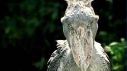 Shoebill stork Meme Template