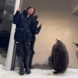 Olivia Rodrigo Penguin Meme Template